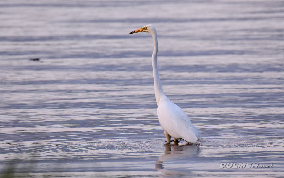01 Great White Egret (Ardea alba)
